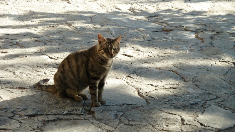 Delphi cat 2.JPG